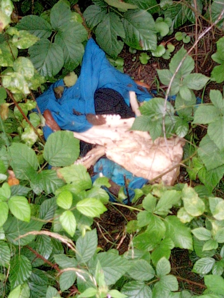 Giftköder-Kadaver-Profilbild