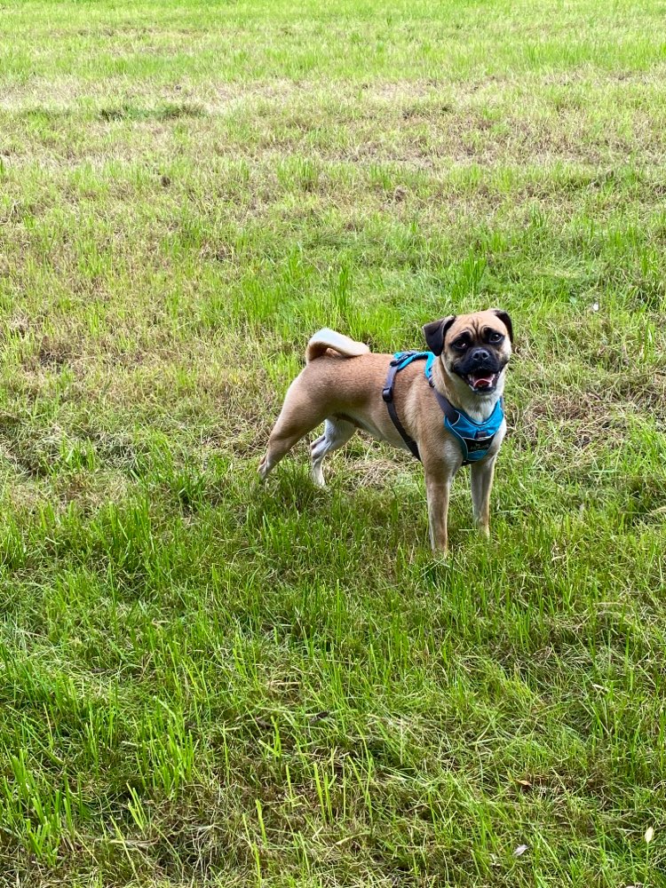 Hundetreffen-Gemeinsame Spaziergänge-Profilbild