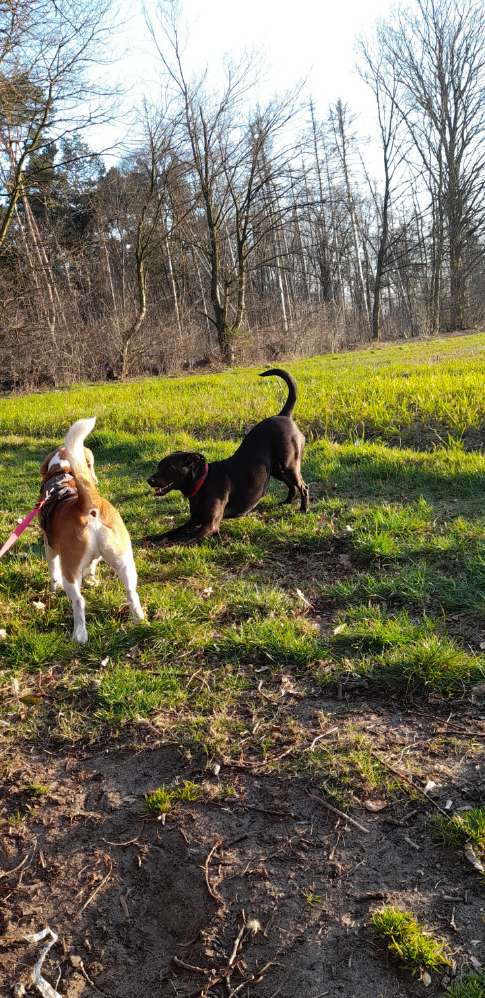 Hundetreffen-Spiel und Spaß-Profilbild