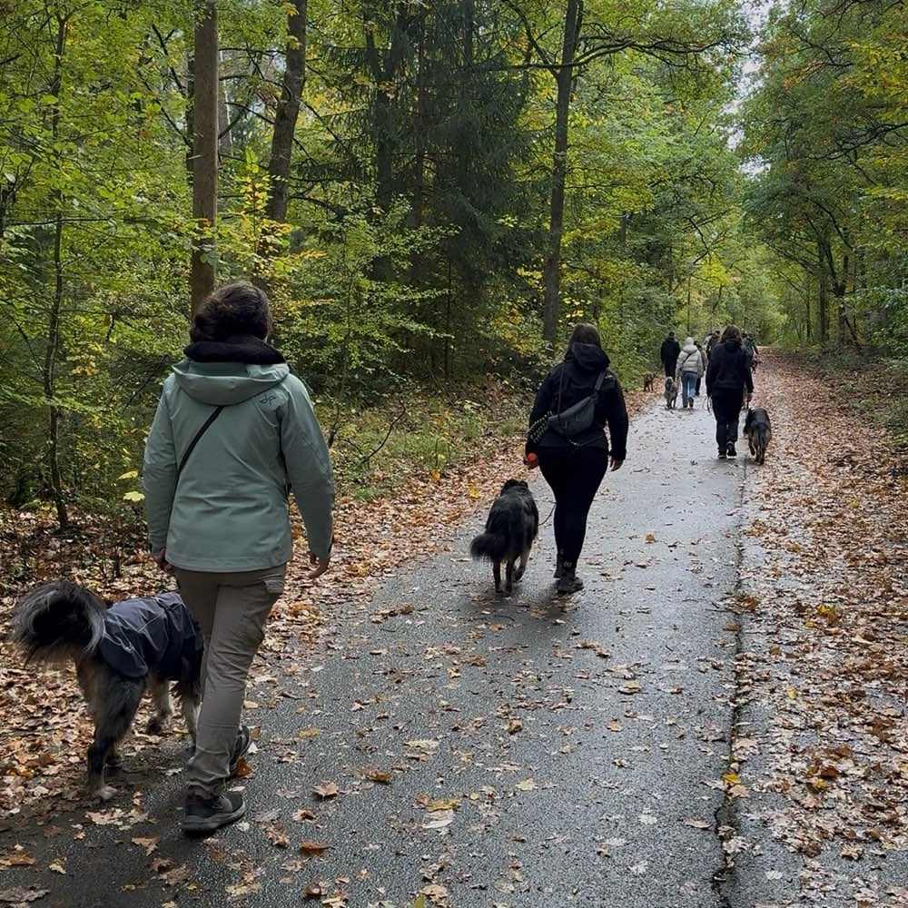 Hundetreffen-Aktive Trainingsgruppe Landkreis Roth-Profilbild