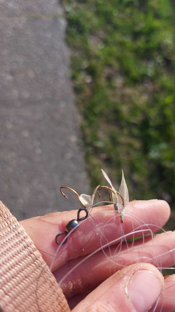 Giftköder-Angelhaken-Profilbild