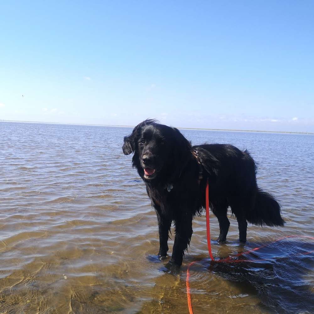 Hundetreffen-Social Walk oder entspannten Spielpartner gesucht-Profilbild