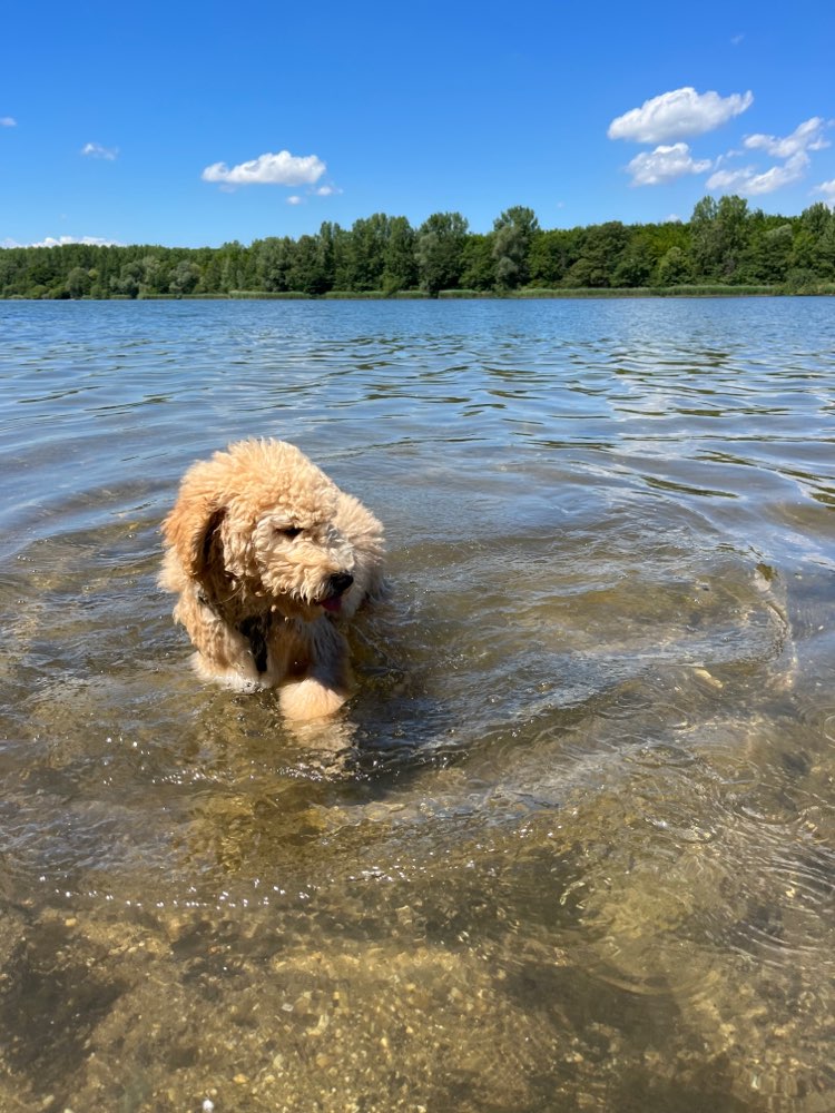 Hundetreffen-Spielen / Schwimmen-Profilbild