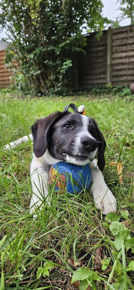 Hundetreffen-Junghund treffen Bad Schwartau-Profilbild