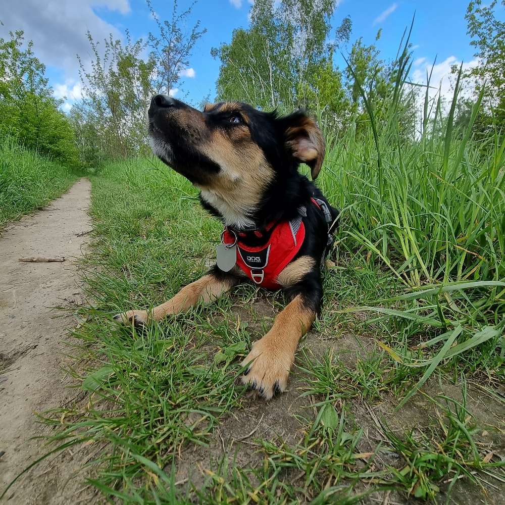 Hundetreffen-Gemeinsame Gassirunden junghunde-Profilbild