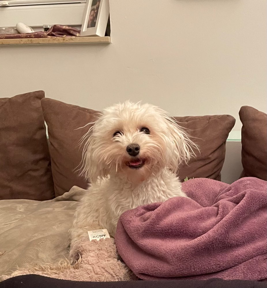 Hundetreffen-Havaneser in Haan und Umgebung-Profilbild