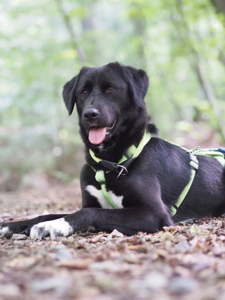 Hundetreffen-Hundebegegnungen-Profilbild