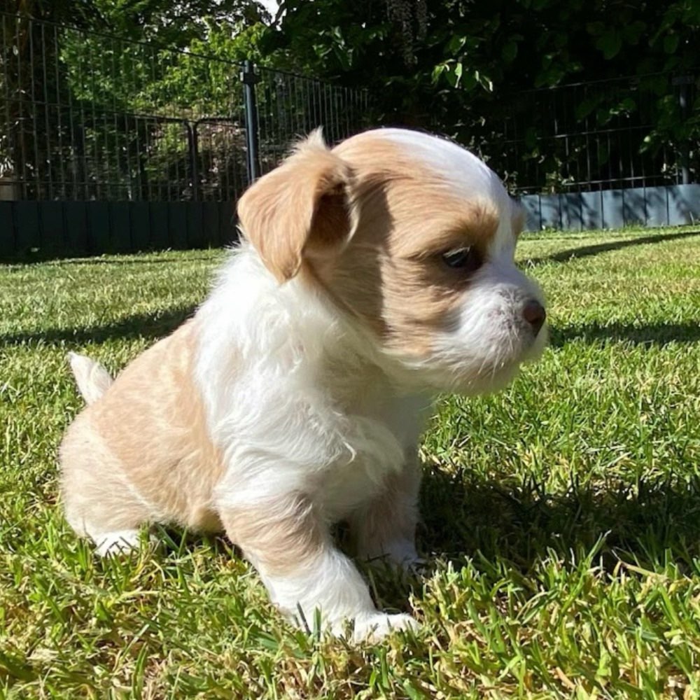 Hundetreffen-Minirassen Welpenspiel-Profilbild