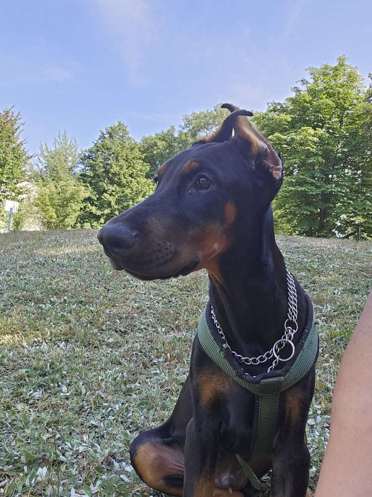 Hundetreffen-Junghund treffen für sozial Kontakte-Profilbild