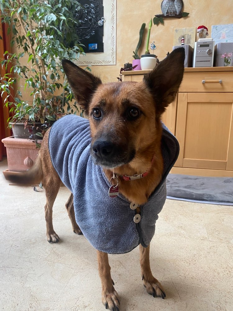 Hundetreffen-Spazieren gehen-Profilbild