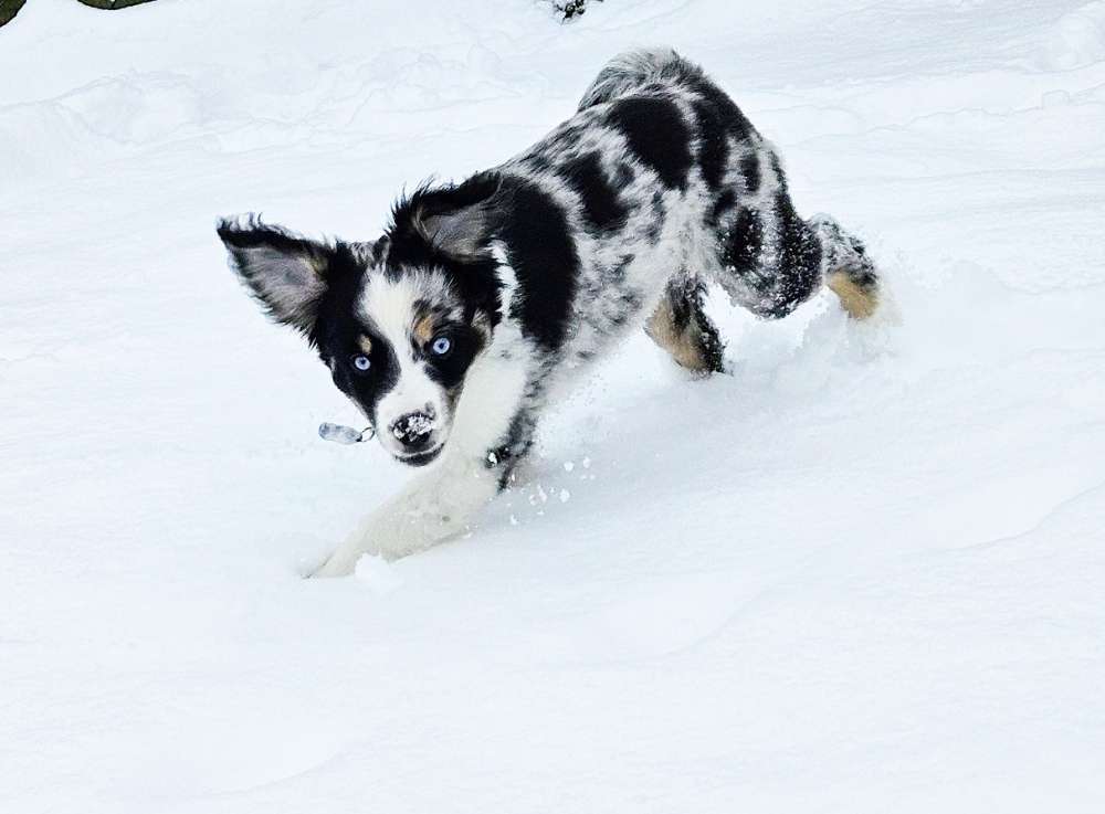 Hundetreffen-Welpentreffen in Springe-Profilbild