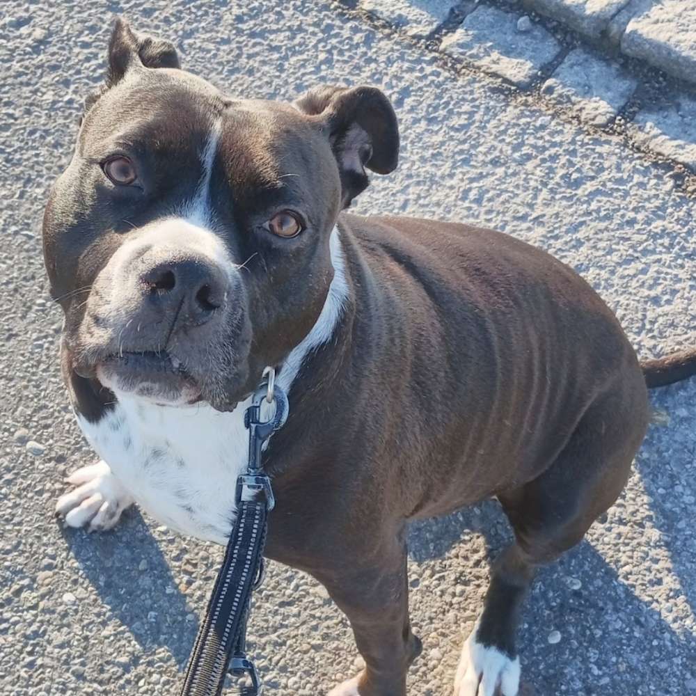 Hundetreffen-Spielgspändli fürd wanda gsuecht :)-Profilbild