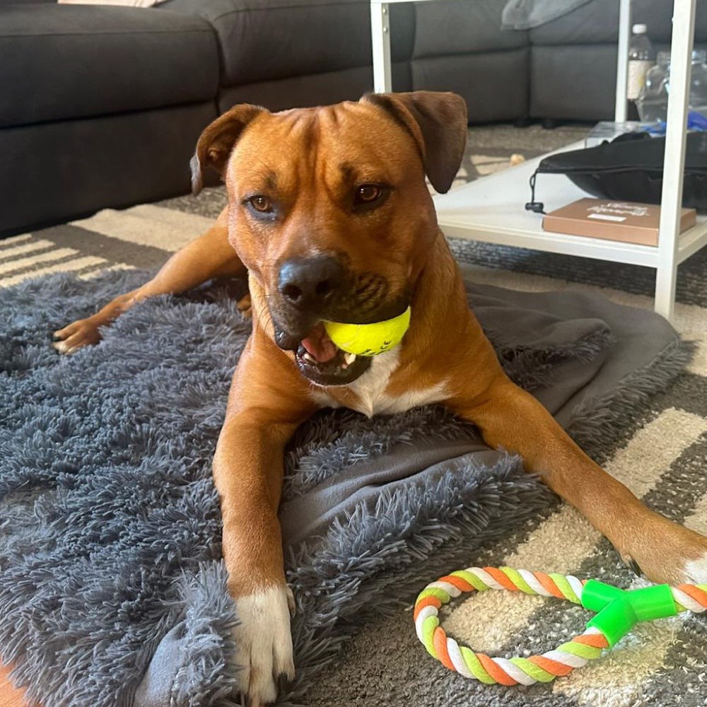 Hundetreffen-Neuen Spielkameraden-Profilbild