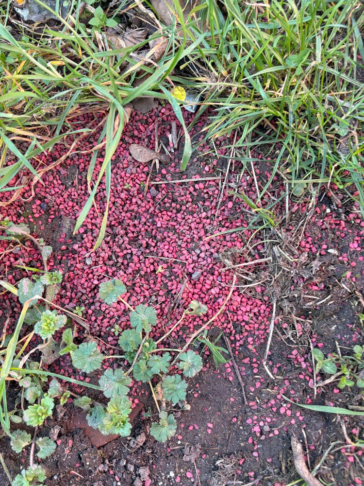 Giftköder-Offenes Ratten/Mäusegift-Profilbild