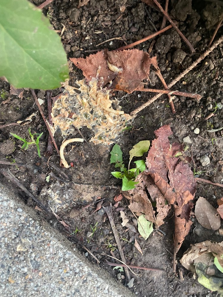 Giftköder-Verdacht auf Giftköder-Profilbild