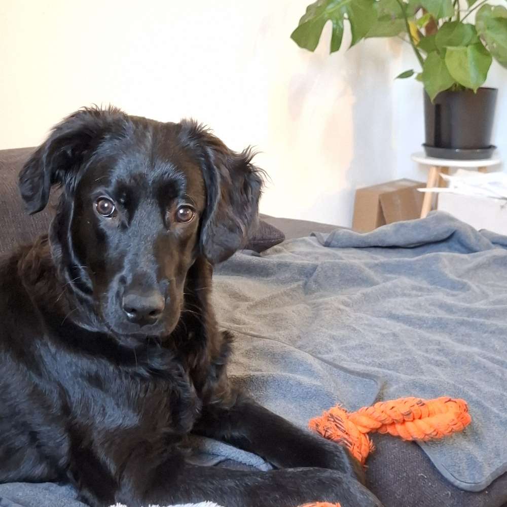 Hundetreffen-Hundedate am Wöhrd-Profilbild