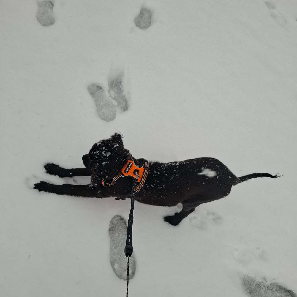 Hundetreffen-Hundedate am Wöhrd-Profilbild