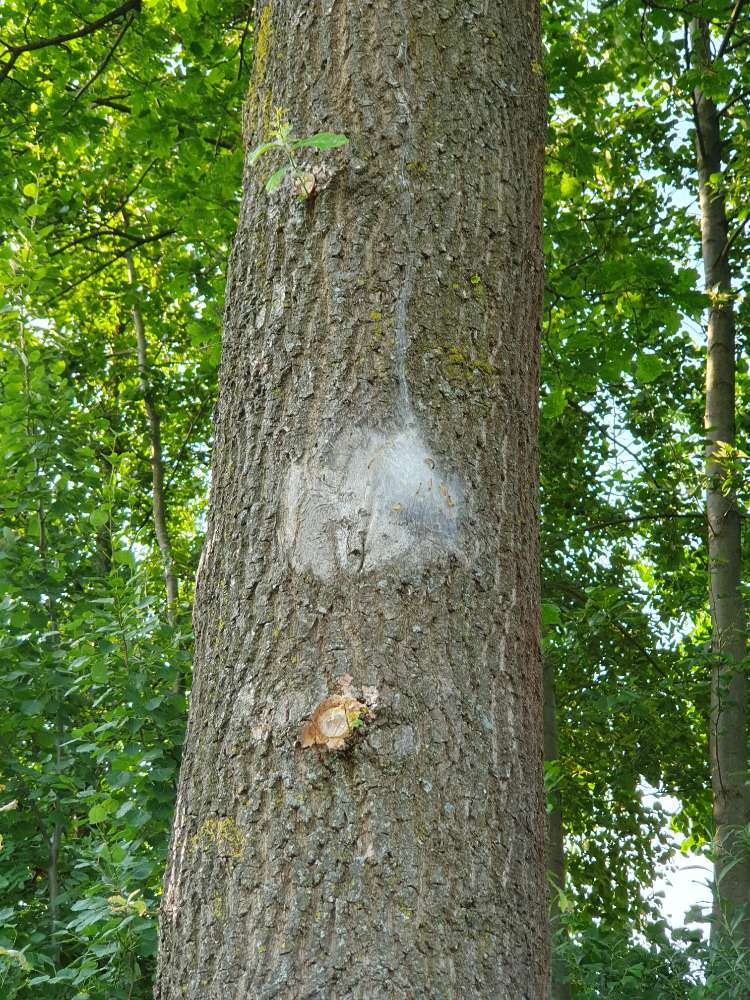 Giftköder-Eichenprozessionsspinner-Profilbild