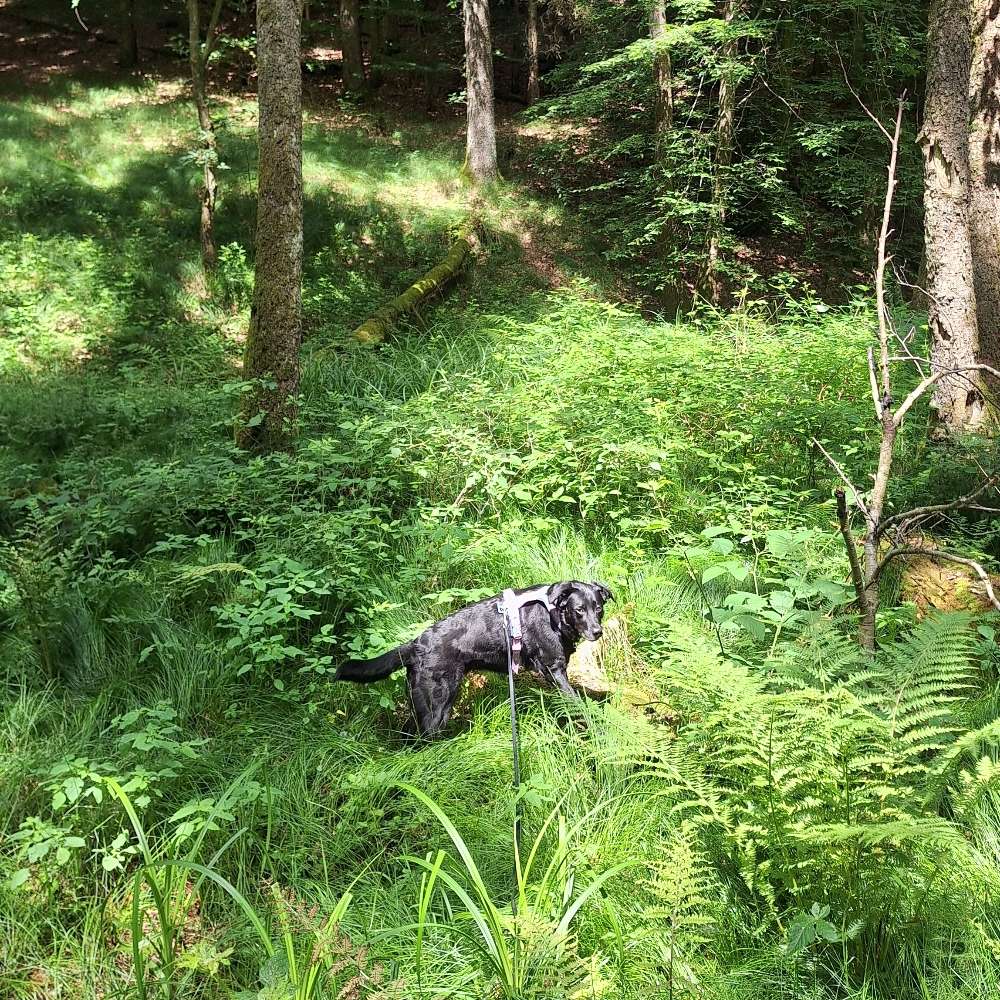 Hundetreffen-Spaziergänge-Profilbild