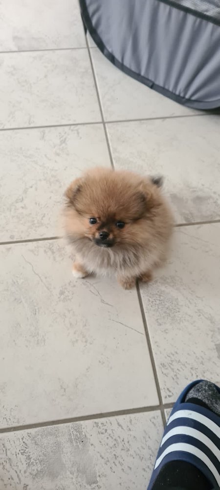 Hundetreffen-Welpentreffen für kleine Hunde bis 3kg-Profilbild