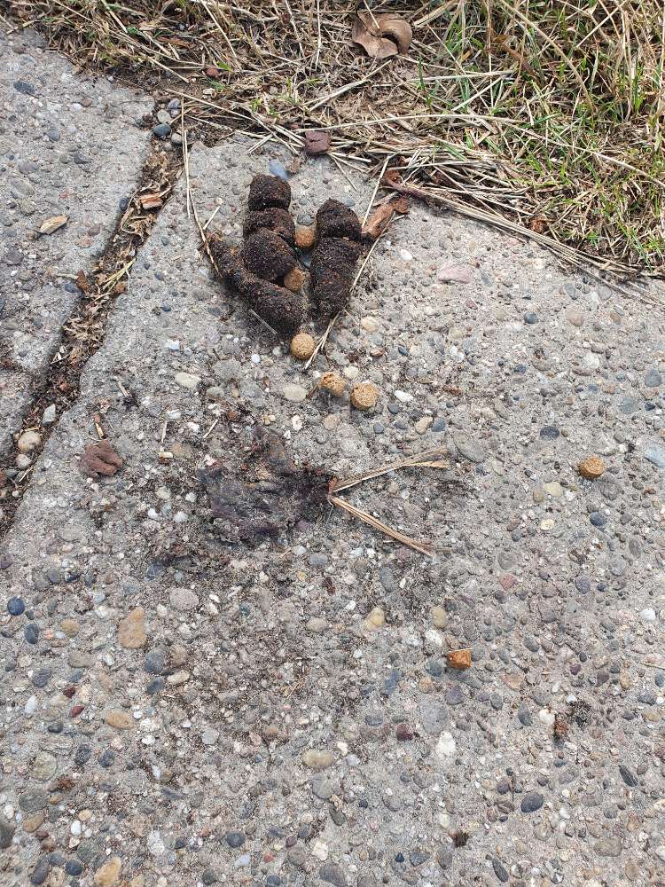 Giftköder-Möglicher 2. Giftköder im gleichen Style-Profilbild