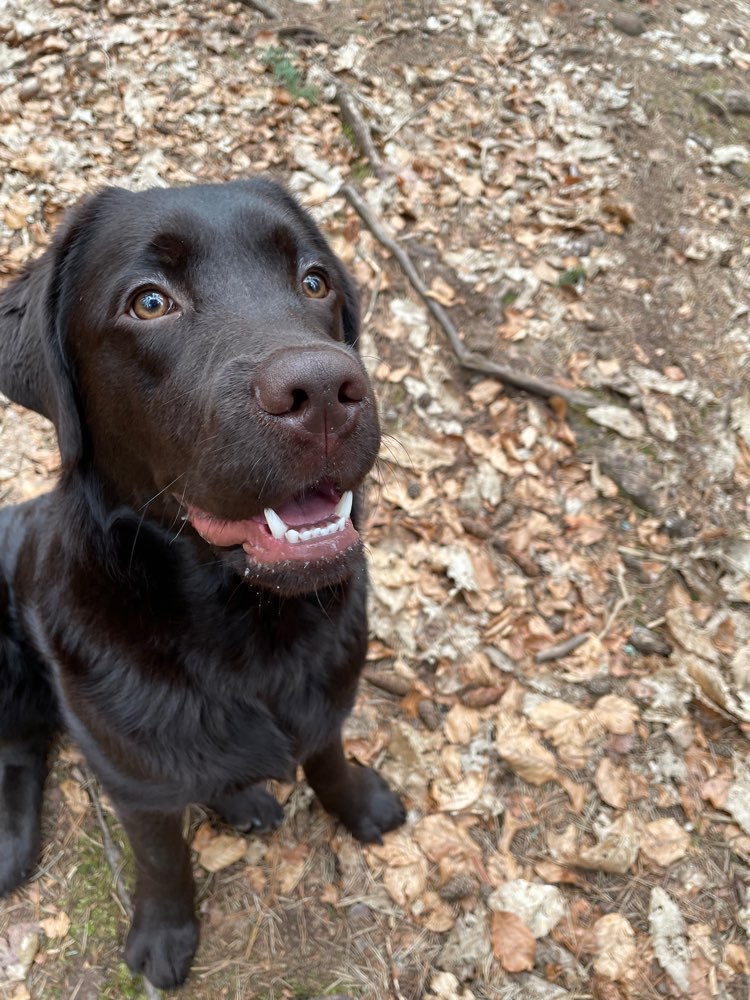 Hundetreffen-Gassirunde/ Spielen/ Training oder Hundesport-Profilbild
