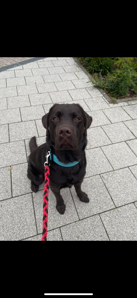 Hundetreffen-Hundefreunde gesucht Spielen/Training/Gassi-Profilbild