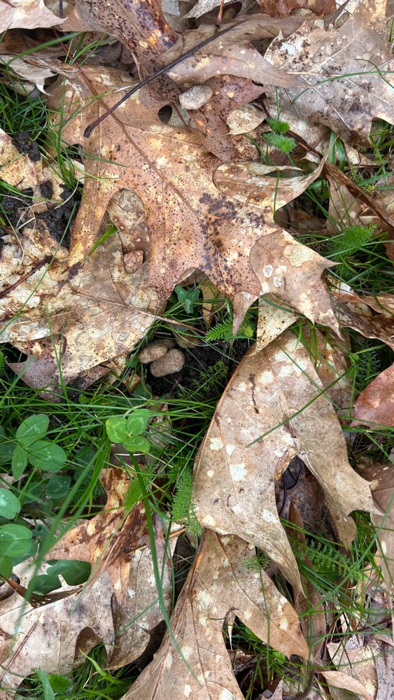 Giftköder-Leckerlis (Knochenform)-Profilbild