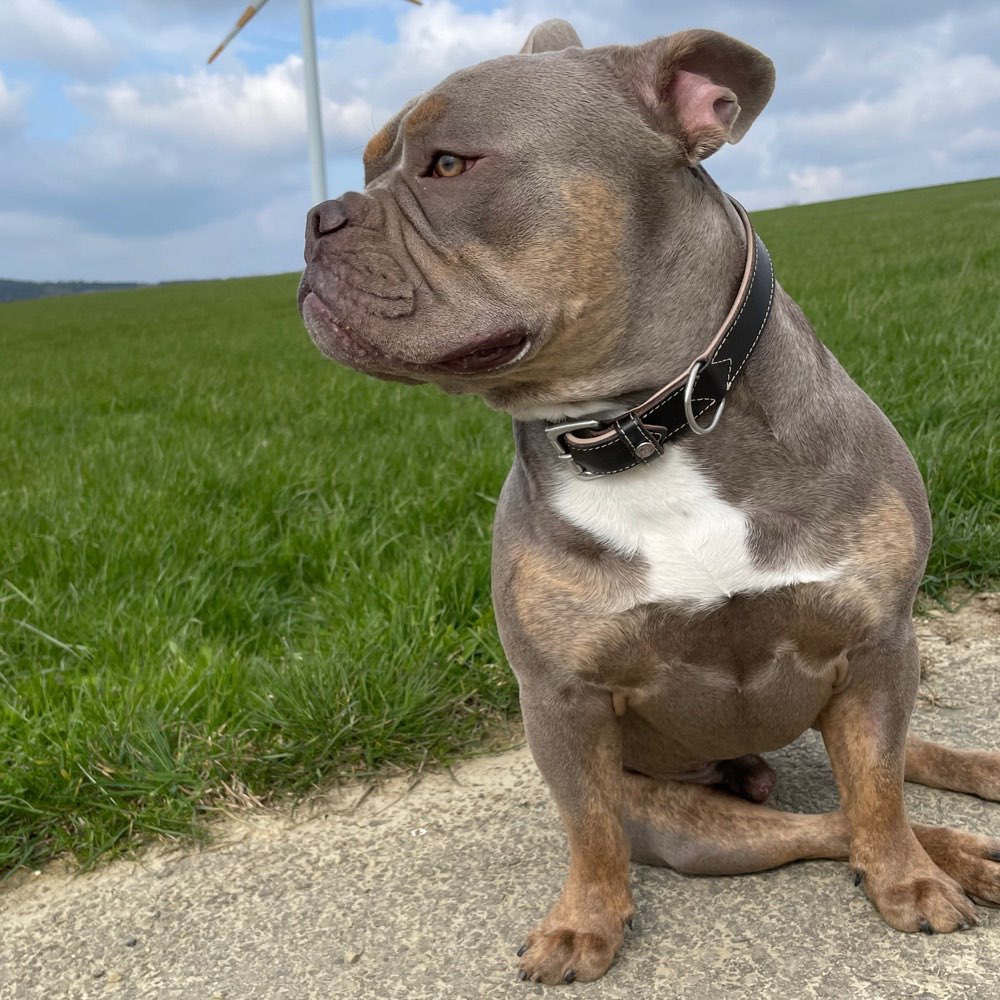 Hundetreffen-OEB Treffen-Profilbild