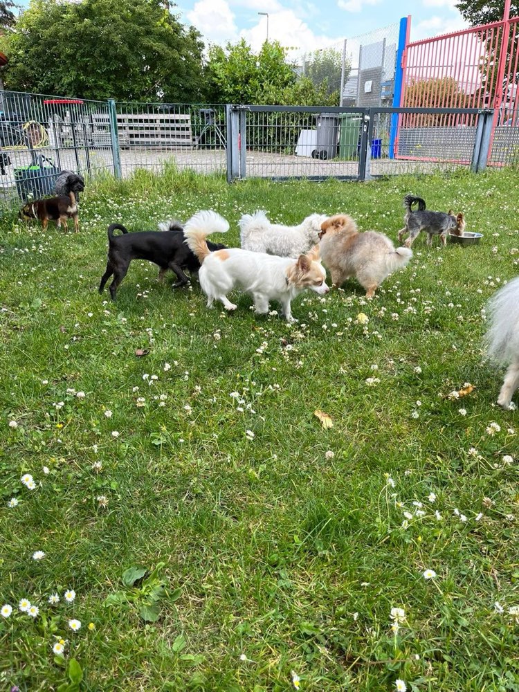 Hundetreffen-Zwergenspielstunde für kleine Hunderassen in Hockenheim 🐾-Profilbild