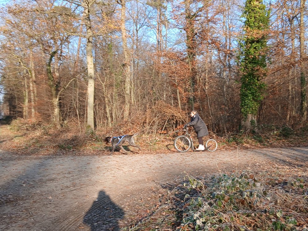 Hundetreffen-Treffen für Canicross/ Fahrradtour-Profilbild
