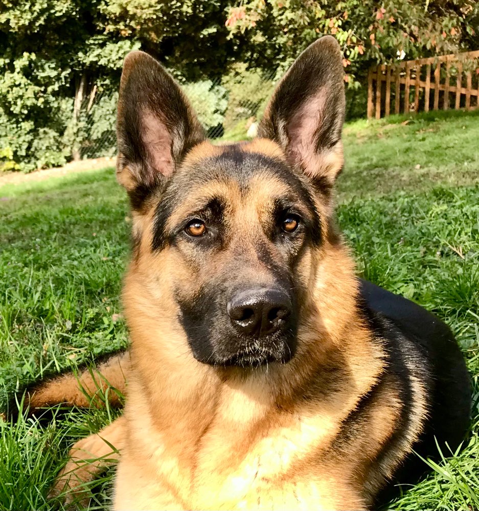 Hundetreffen-Spielpartner(in) gesucht!-Profilbild