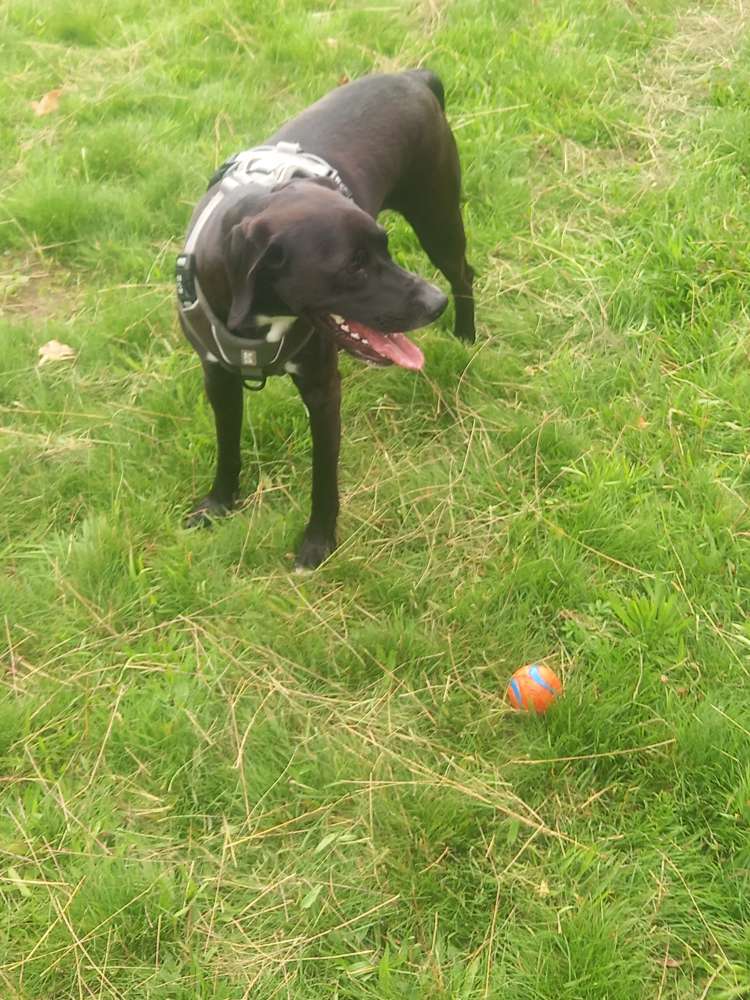 Hundetreffen-Spielkamerad/en gesucht-Profilbild