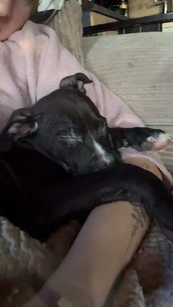 Hundetreffen-Welpentreffen-Profilbild