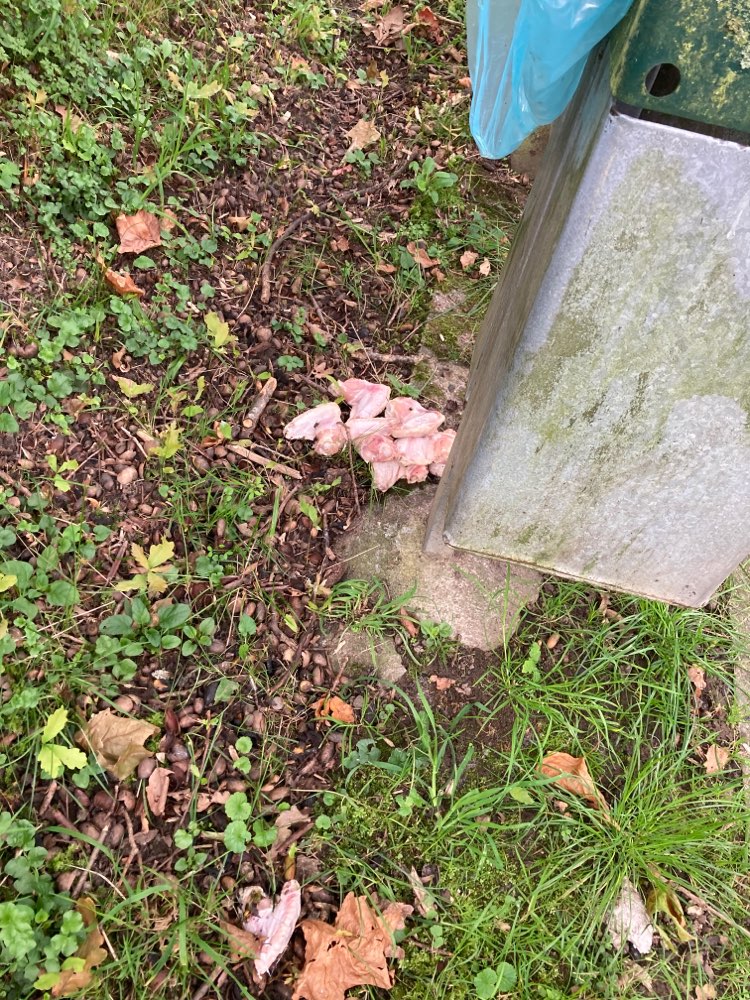 Giftköder-Fleischreste neben Sitzbank-Profilbild