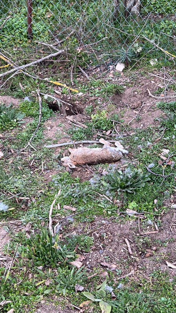 Giftköder-Totes Kaninchen-Profilbild