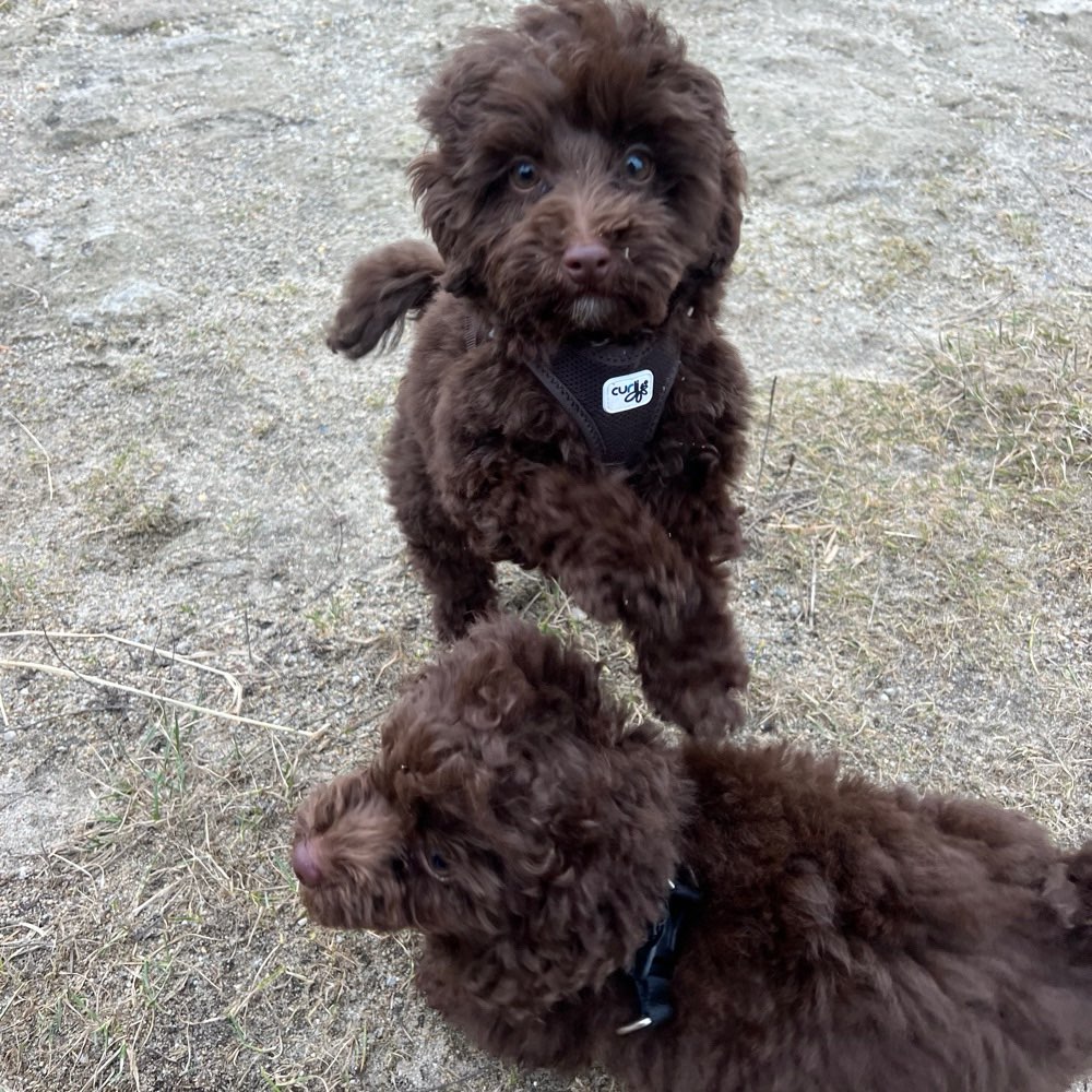 Hundetreffen-Puppies play date-Profilbild