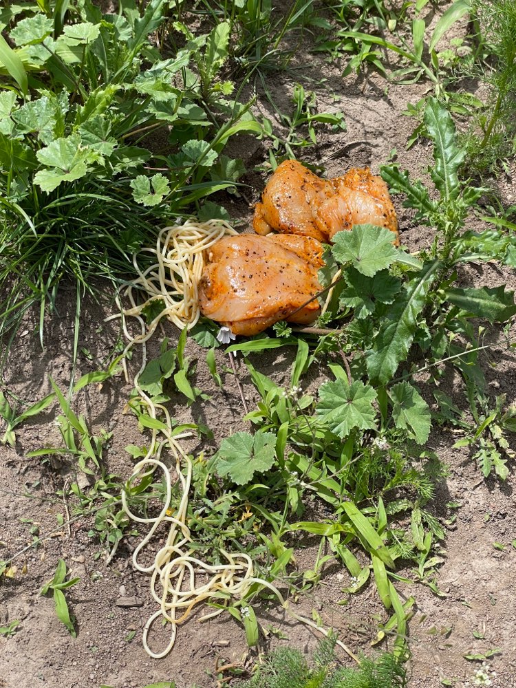 Giftköder-Rohes gewürztes Fleisch & Essensreste-Profilbild