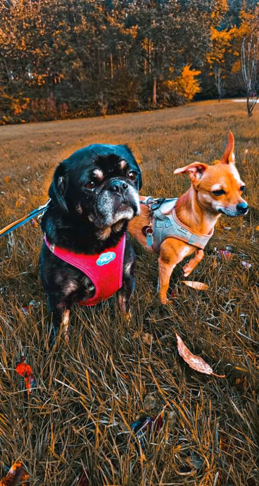 Hundetreffen-Gassi Runden-Profilbild