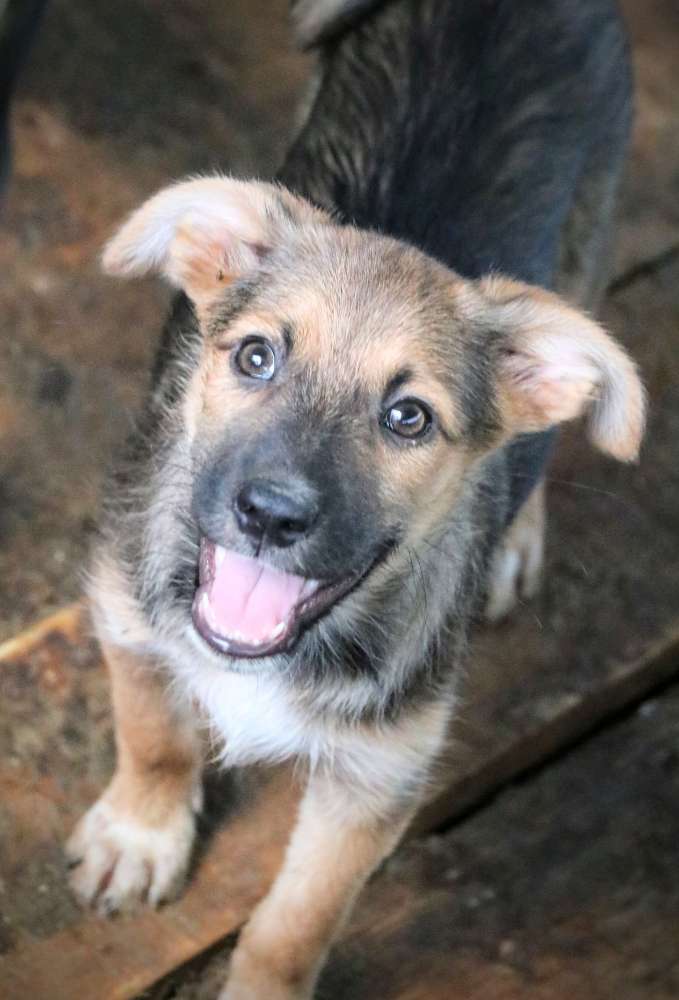 Hundetreffen-Hunde Freunde gesucht zum Gassi gehen un Toben-Profilbild