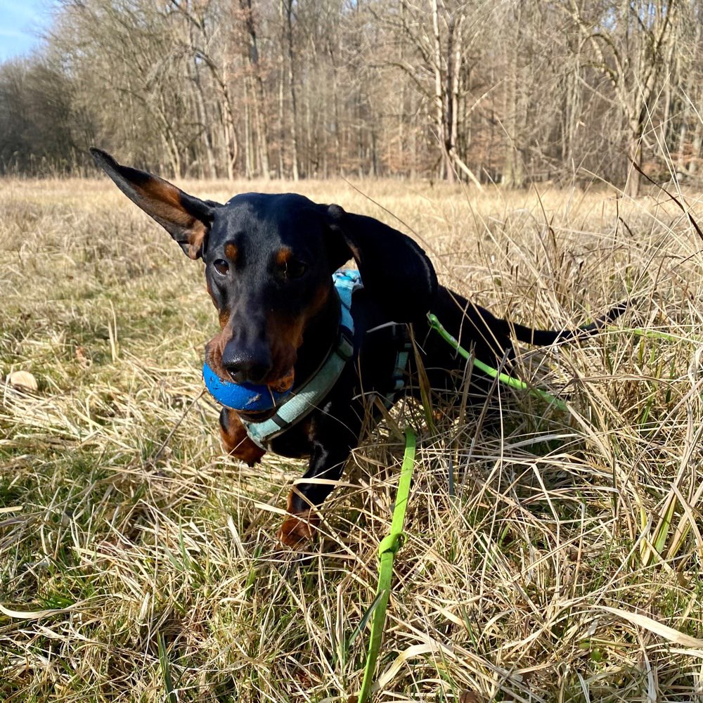 Hundetreffen-Kleiner Social Walk-Profilbild