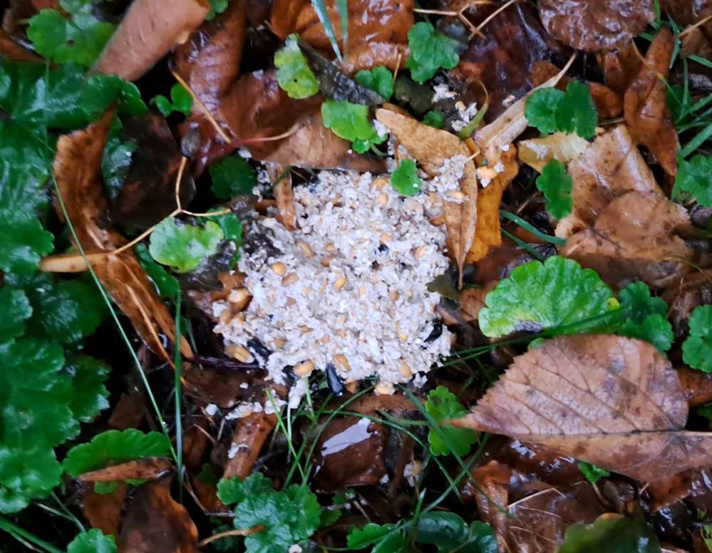 Giftköder-Vermutlich Giftköder-Profilbild