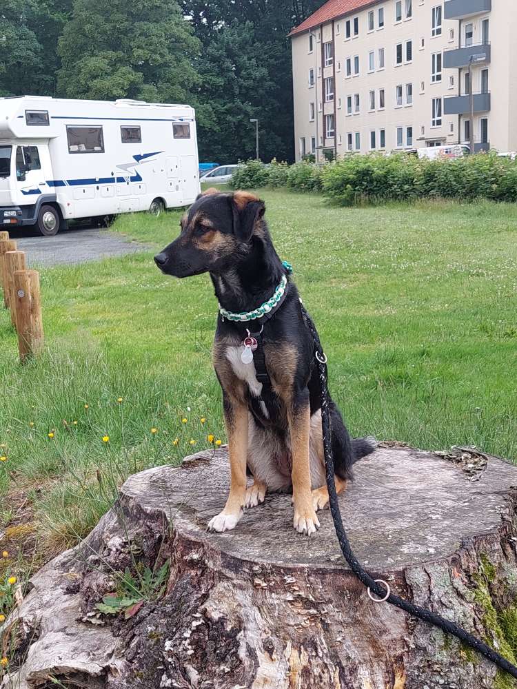 Hundetreffen-Suche Spiel und. Trainingspartner-Profilbild