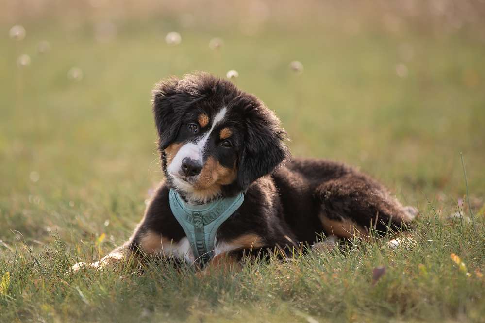 Hundetreffen-Für Welpen suchen wir Gassi/Trainings Freunde-Profilbild