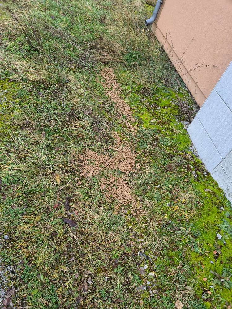 Giftköder-Große Menge Hundefutter-Profilbild