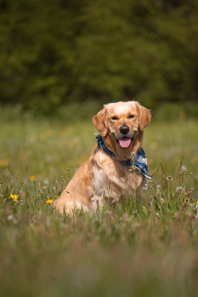 Hundetreffen-Gassi gehen, Spielen und/oder social walk-Profilbild