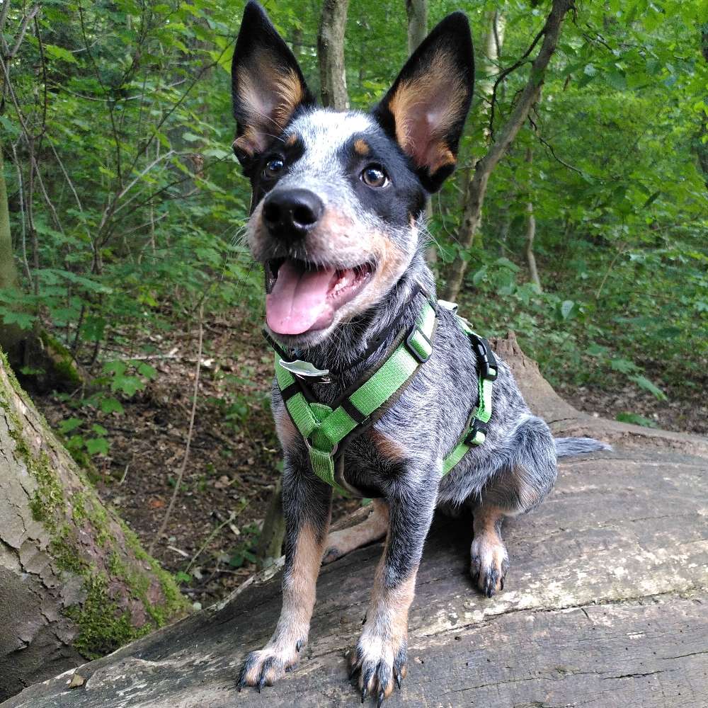 Hundetreffen-Hundesitting (gegenseitige Basis)-Profilbild