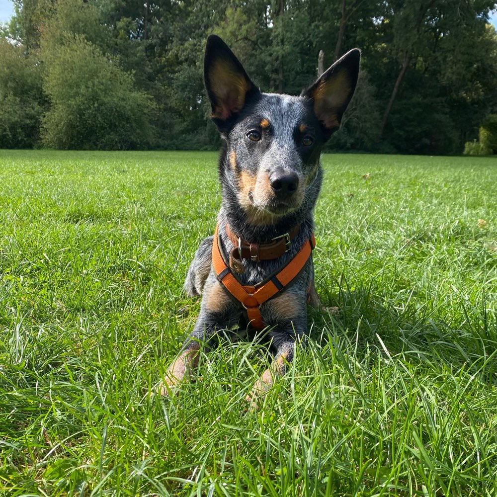 Hundetreffen-Trainingspartner-Profilbild