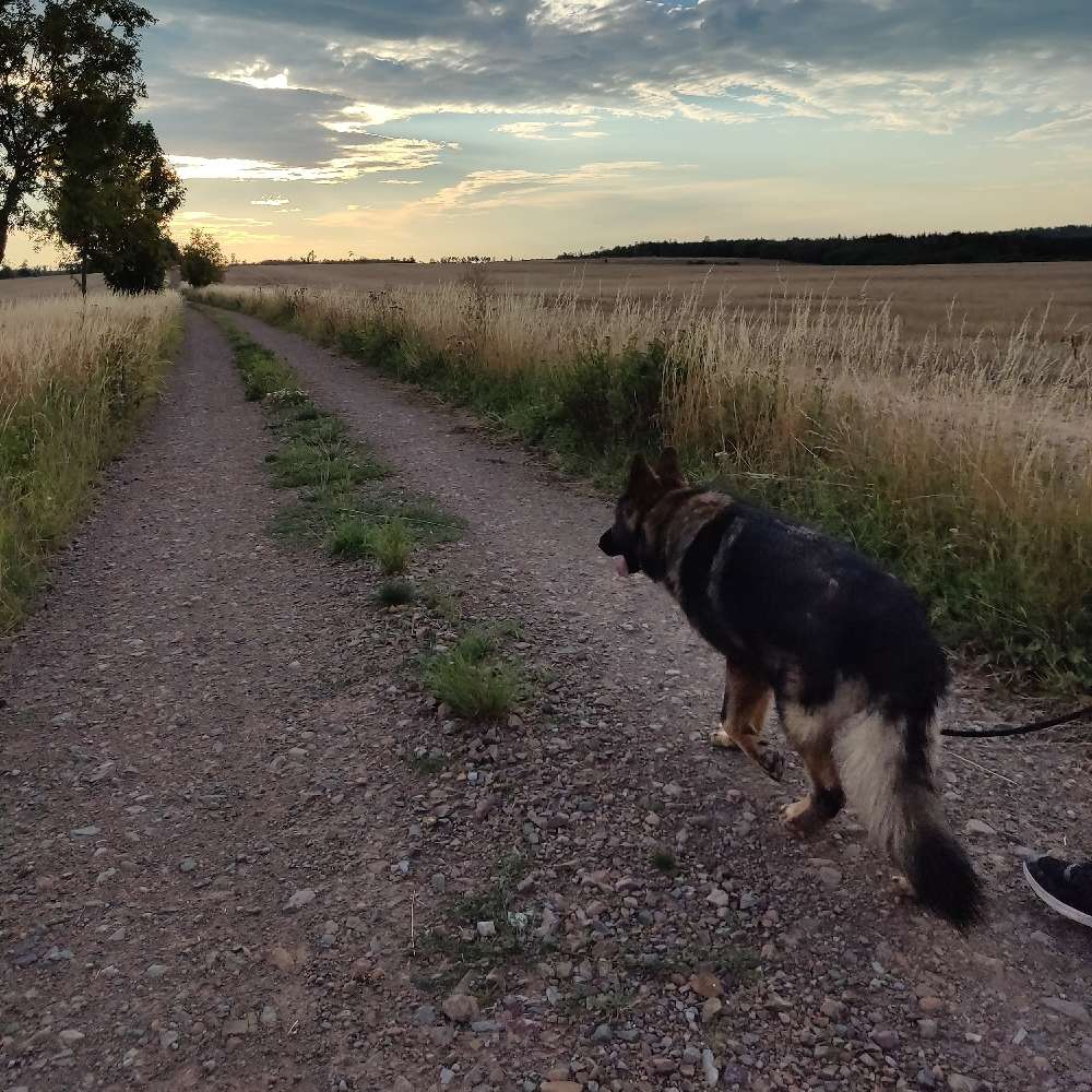 Hundetreffen-Training (Social Walk)-Profilbild