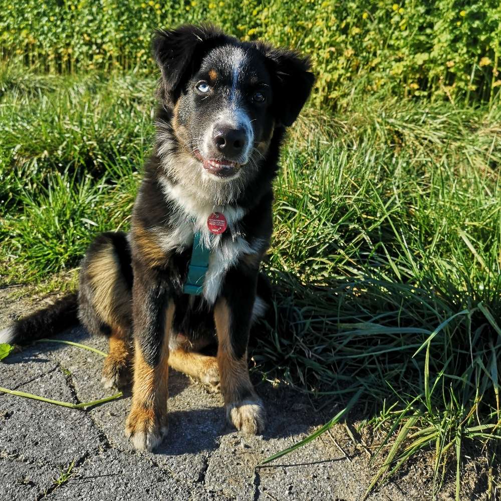 Hundetreffen-Spieltreffen auf der Hundewiese am Stadtpark-Profilbild